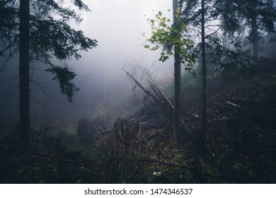 Clearing in the dark foggy forest