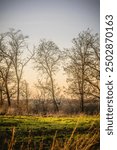 a clearing with earth and emerging rows of green grass, against the backdrop of trees with bare branches that grow against the backdrop of an orange sunset sky