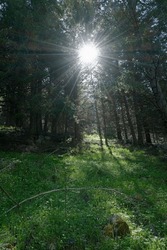 Clearing In The Forest Illuminated By The Sun Penetrating The Dense Vegetation