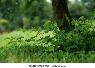 A Clearing In The Forest On Which Small Trees Grow Among Green Grass, Green Neutral Background In The Forest, Forest Landscape
