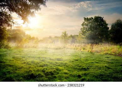 Clearing in the forest in sunny summer morning