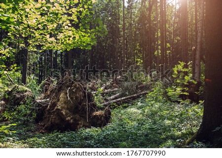 Clearing in a pine forest as a result of a squally wind and a hurricane - sawed in the place of a tornado - large thick roots of trees