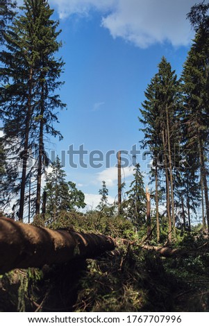 Clearing in a pine forest as a result of a squally wind and a hurricane - sawed in the place of a tornado - large thick roots of trees