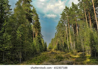 Clearing in the spruce forest in the Leningrad region