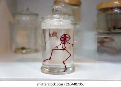 Clearing and Staining of frog in formaldehyde in glass jar. Preservation of organisms in clear liquids for internal structure studies.