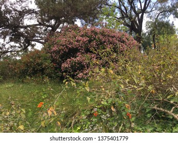 Clearing Of Wild Grass With Flowering Bushes In Fullerton, CA.