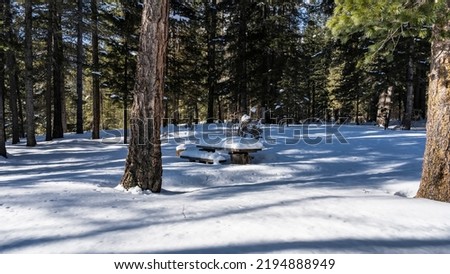 In a clearing in the winter forest there are wooden table and benches covered with a thick layer of snow. Coniferous trees around. Light and shadows. Altai