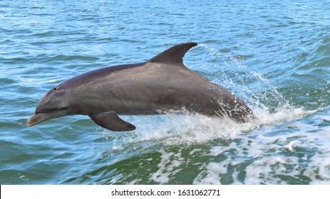 Clearwater Beach Florida  Dolphin Tour