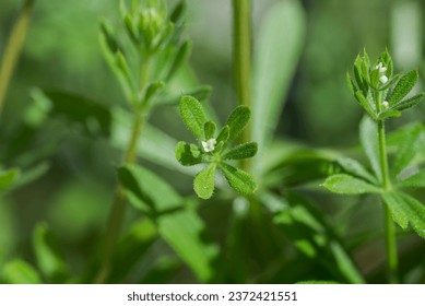 Cleavers, Galium aparine. It is an annual plant of the family Rubiaceae. Photo taken in Ciudad Real province, Spain