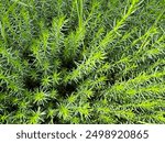 The Cleavers (Galium aparine) have been used in the traditional medicine for treatment of disorders of the diuretic, lymph systems and as a detoxifier. Cleavers (Galium aparine) flowers.