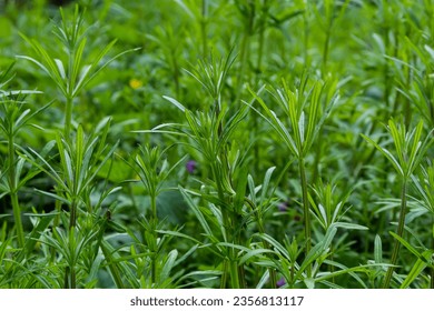 The Cleavers Galium aparine have been used in the traditional medicine for treatment of disorders of the diuretic, lymph systems and as a detoxifier.