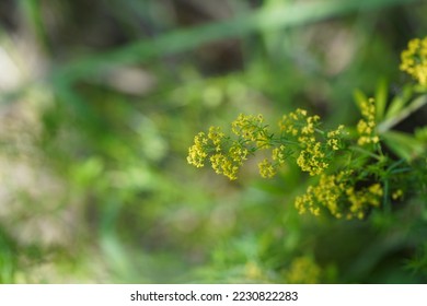 Cleavers or Galium aparine also known as Clivers, Sticky Weed, Grip Grass, Robin-run-the-hedge - Shutterstock ID 2230822283