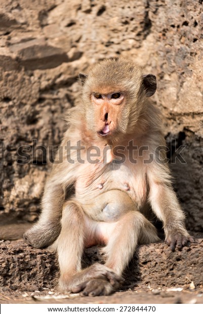 Cleft Lip Cleft Palate Monkey Stock Photo Edit Now 272844470