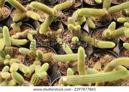 Cleistocactus Winteri or rat tail cactus is displayed for sale at a flower shop in Batu City, Indonesia.