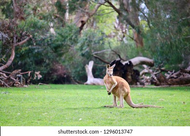 Cleland Conservation Park Animals