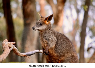 Cleland Conservation Park Animals