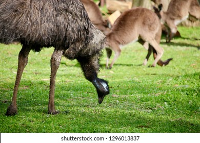 Cleland Conservation Park Animals