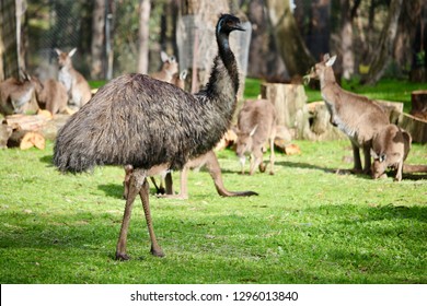 Cleland Conservation Park Animals