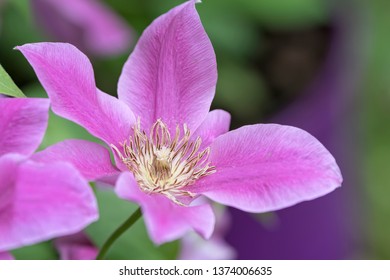 clemantis flower in bloom in spring