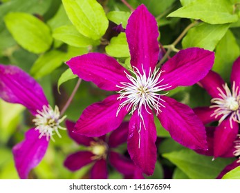 Clematis