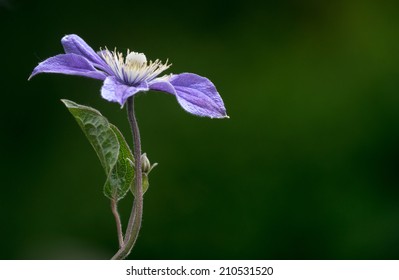 Clematis