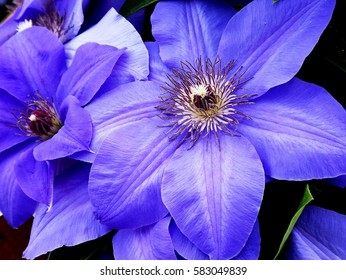 Clematis