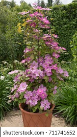 Clematis 'Alaina' Growing In A Terracotta Flowerpot On A Patio In A Country Cottage Garden In Rural Devon, England, UK