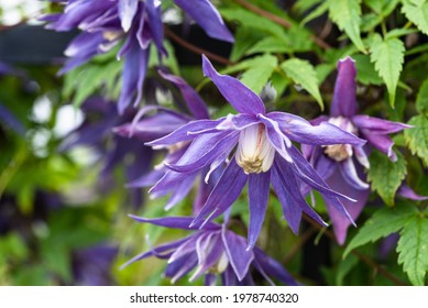 Clematis Alpina Growing In A Garden