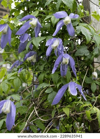 Clematis alpina with pale blue flowers climbing a post