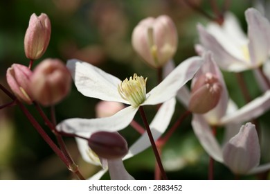 Clematis Armandii