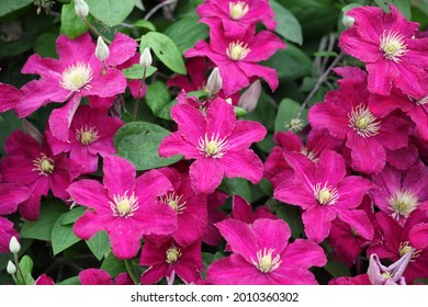 Clematis 'Barbara Harrington' in flower
