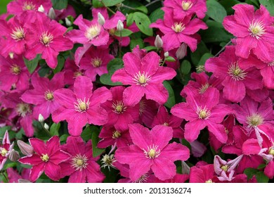 Clematis 'Barbara Harrington' in flower