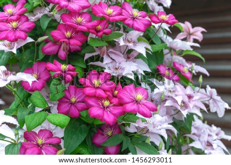 Clematis blooming. Two varieties -light pink and purple climbing plants.Background is dark brown log wall.Concept of selection of ampelous perennial plants for landscaping and decoration garden,parks,