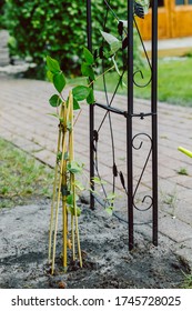 Clematis Climber Newly Planted Next To An Arch