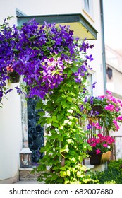 Clematis Climbs Along The Wall