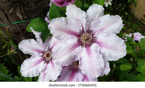 A Clematis Countess of Wessex - Shutterstock ID 1750665431