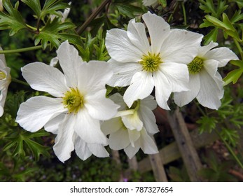 Clematis (early Sensation)