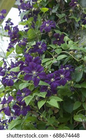 Clematis Etoile Violette