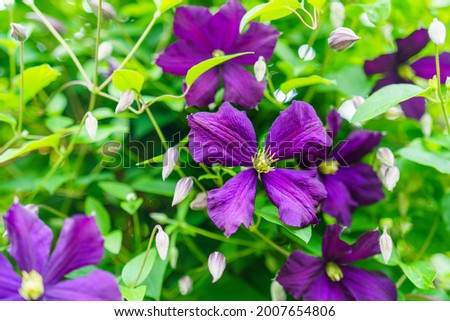 Clematis 'Etoile Violette' (Viticella Group) 