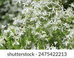 Clematis flammula. White fragrant flowers of clematis recta or manchurian.