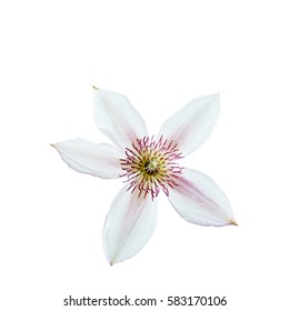 Clematis Flower