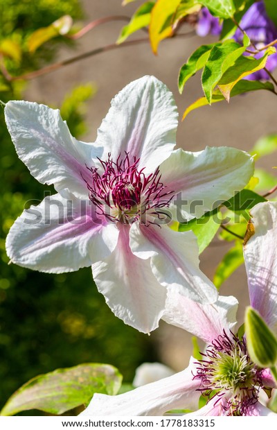 Suchen Sie Nach Clematis Blume Grafen Von Wessex Bluht Stockbildern In Hd Und Millionen Weiteren Lizenzfreien Stockfotos Illustrationen Und Vektorgrafiken In Der Shutterstock Kollektion Jeden Tag Werden Tausende Neue Hochwertige Bilder