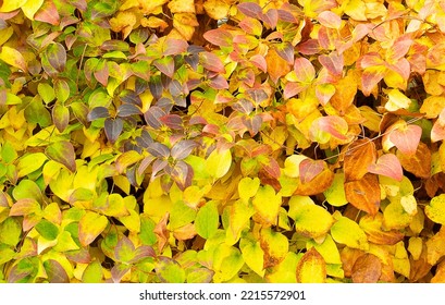 Clematis flower leaf pattern in autumn coloring frontal view - Shutterstock ID 2215572901