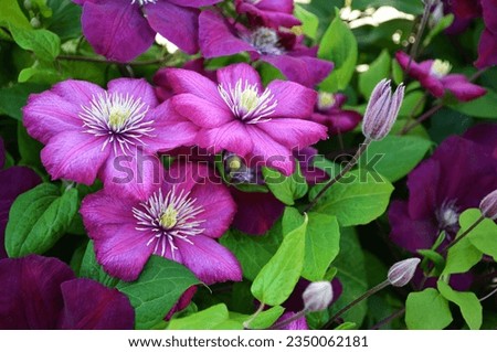 Clematis flower plant blooming in the garden