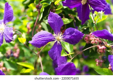 Clematis flowers (Latin Clematis) in garden. it is genus of plants in buttercup family (Ranunculaceae). Clematis are perennial herbaceous plants growing in subtropical and temperate climatic zones.  - Shutterstock ID 2203071655