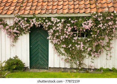 Clematis Flowers On A Wall