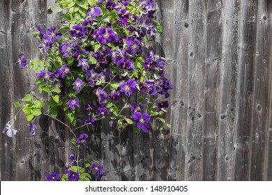 Clematis Flowing Over A Fence