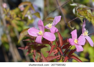 Clematis Fragrant Spring flowers - Latin name - Clematis montana Fragrant Spring - Shutterstock ID 2077585582