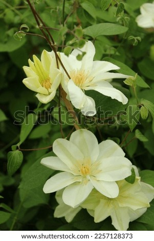 Clematis Guernsey Cream, climbing plant with white flowers