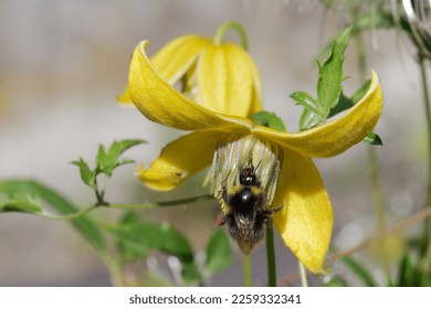 Clematis 'Helios' is a climbing shrub with yellow flowers